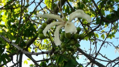 silk floss tree benefits
