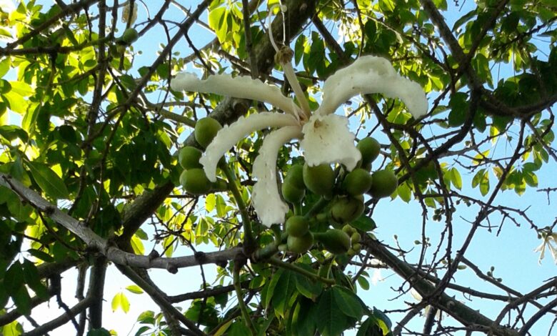 silk floss tree benefits