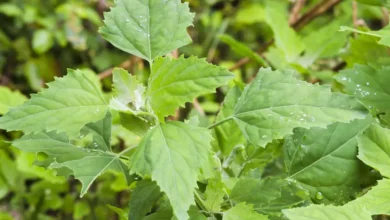 goosefoot herb